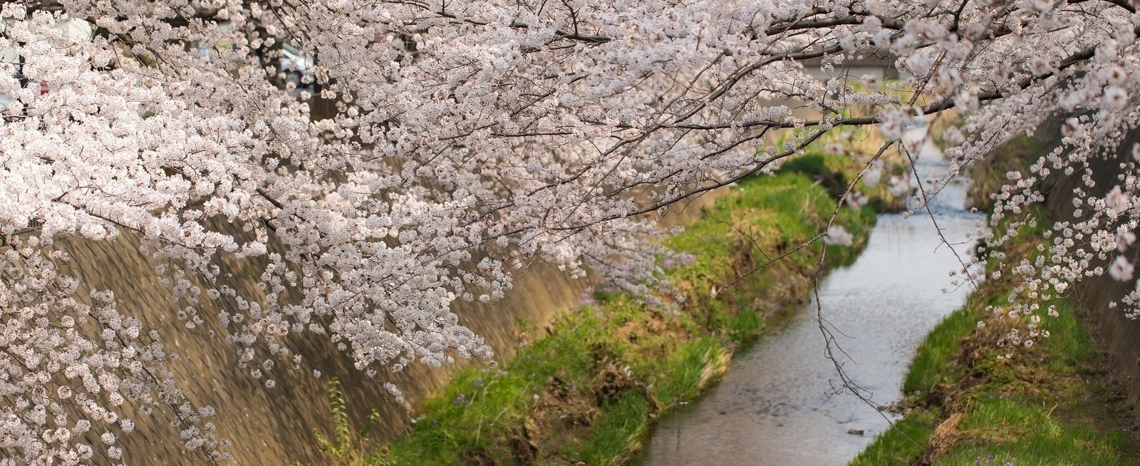 写真：三沢川の桜
