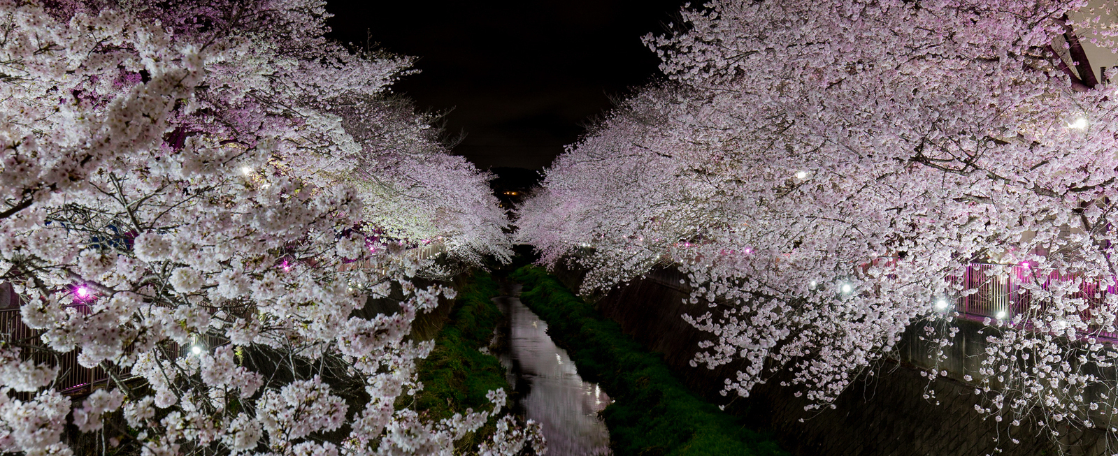 写真：桜のライトアップ