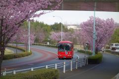 写真：尾根幹線道路沿いの陽光桜