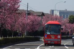 写真：尾根幹線道路の陽光桜