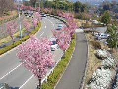 写真：都道尾根幹線道路の桜（平成20年4月2日現在）