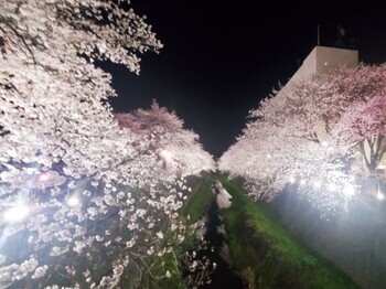 写真：開花状況（夜）