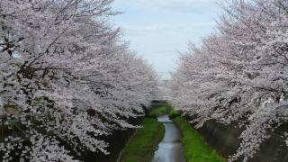 写真：街路樹（桜）