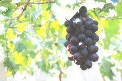 写真：高尾ぶどう