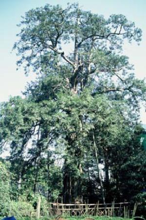 写真：東京都天然記念物　カヤの木