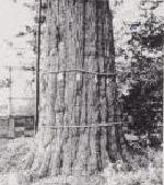 写真：カヤの樹皮