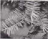 写真：カヤの葉