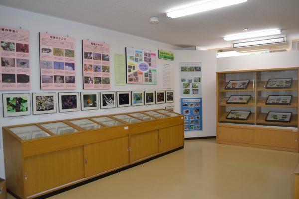 写真：標本展示室の様子