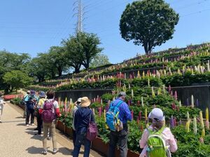 写真：シルバーハイキング1