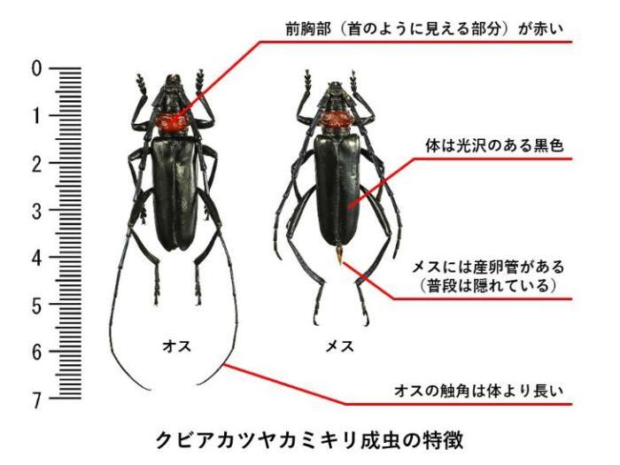 クビアカツヤカミキリ成虫の特徴