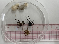 写真：ハイイロゴケグモと卵のう