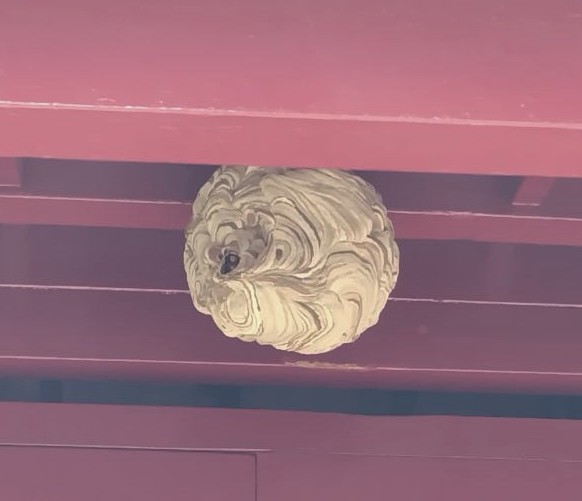 スズメバチの巣