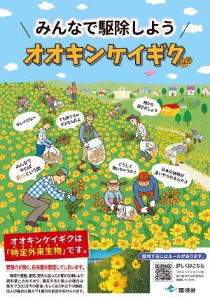 オオキンケイギクチラシ