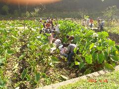 写真：収穫体験1