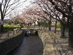 写真：さくら並木