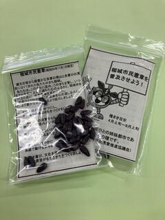 写真：配布用ひまわりの種