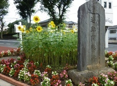 写真：ひまわり