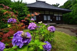 写真：佳作「紫陽花咲く妙覚寺」