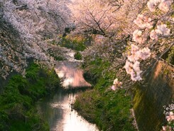 桜・梨の花まつり