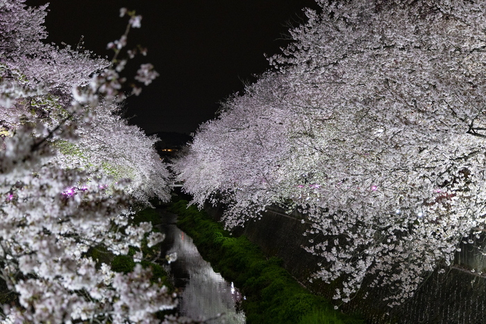 三沢川さくら回廊の夜桜（ライトアップ期間中）